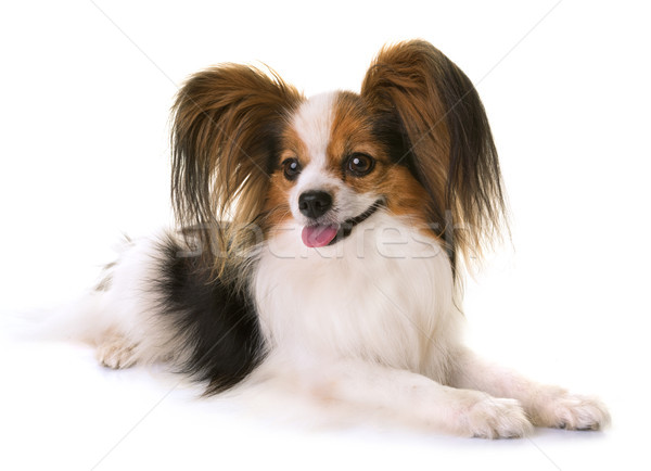 papillon dog in studio Stock photo © cynoclub