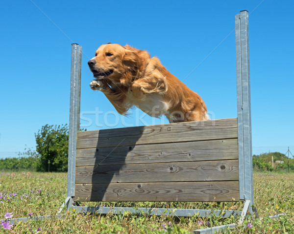 Ausbildung Gehorsam springen Hundetraining Bereich Zaun Stock foto © cynoclub