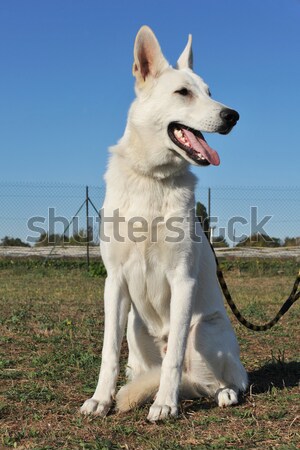 Swiss shepherd  Stock photo © cynoclub