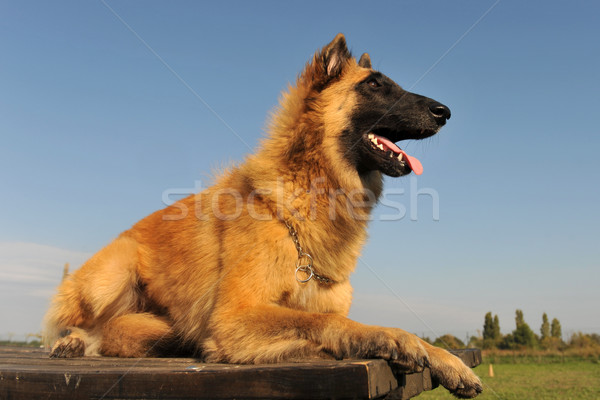 belgian shepherd tervueren Stock photo © cynoclub
