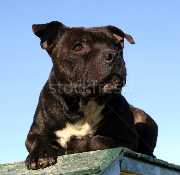 staffordshire bull terrier Stock photo © cynoclub