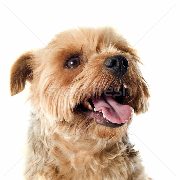 yorkshire terrier Stock photo © cynoclub