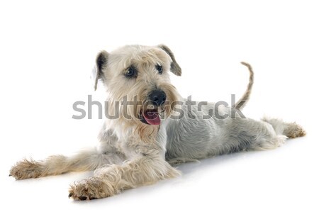 belgian shepherd tervueren Stock photo © cynoclub