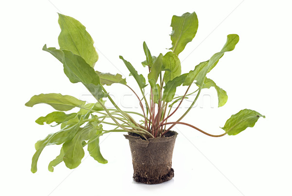 sorrel plant Stock photo © cynoclub