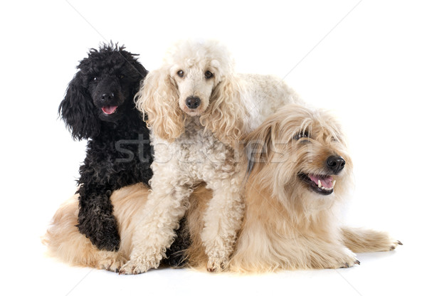 Stock photo: three dogs
