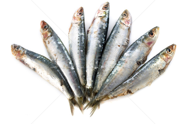 fresh sardines Stock photo © cynoclub