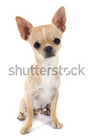 puppy chihuahua Stock photo © cynoclub