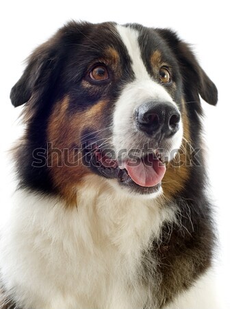 Australiano pastor branco cão retrato animal de estimação Foto stock © cynoclub