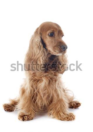 cavalier king charles Stock photo © cynoclub