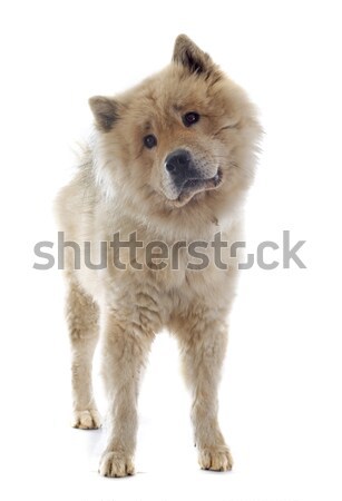 eurasier Stock photo © cynoclub