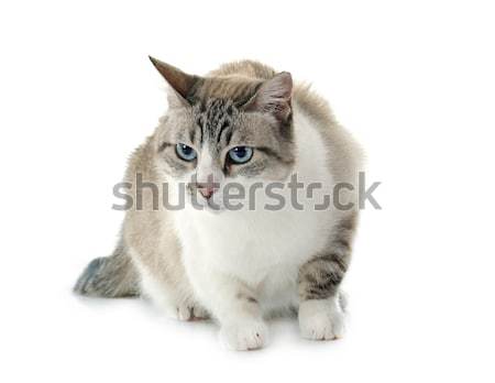 Gato siamês branco gato feminino animal adulto Foto stock © cynoclub