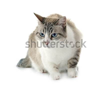 siamese cat Stock photo © cynoclub