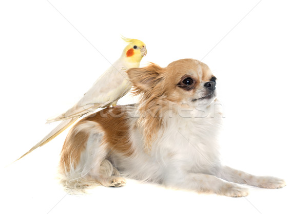 Perro amigos aves estudio mascota fondo blanco Foto stock © cynoclub