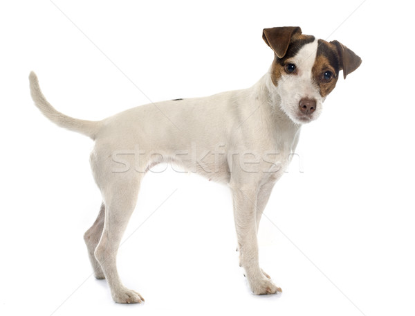jack russel terrier Stock photo © cynoclub