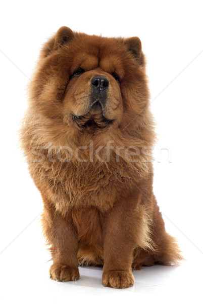 chow chow dog Stock photo © cynoclub