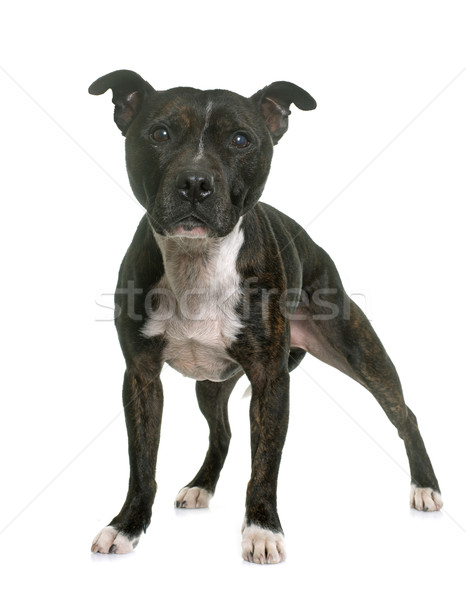 staffordshire bull terrier Stock photo © cynoclub