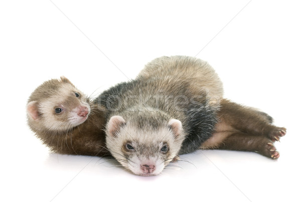 Stockfoto: Studio · bruin · jonge · mannelijke · spelen · huisdier