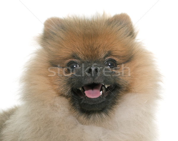 young pomeranian dog Stock photo © cynoclub