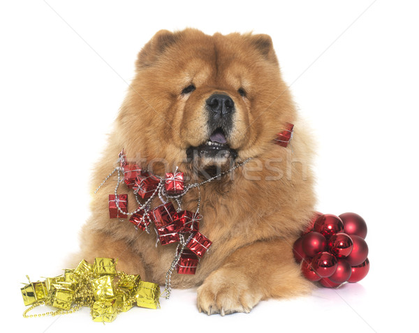 christmas chow chow dog Stock photo © cynoclub