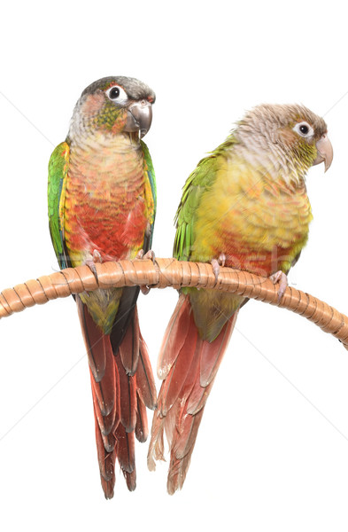 Cannelle studio blanche oiseau vert animaux [[stock_photo]] © cynoclub