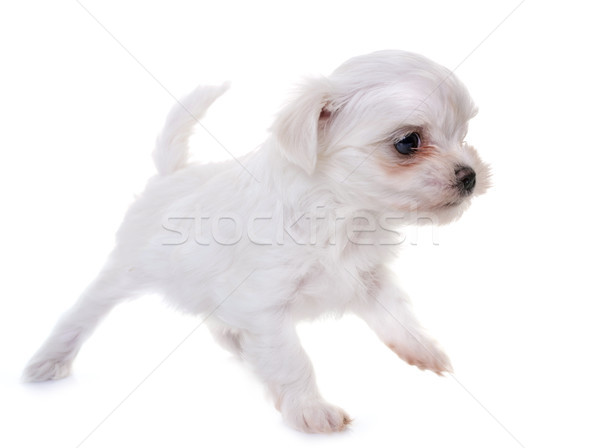 puppy maltese dog Stock photo © cynoclub
