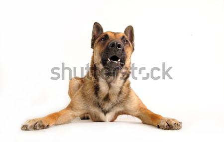 barking dog Stock photo © cynoclub