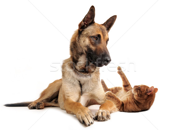 malinois and ginger cat Stock photo © cynoclub