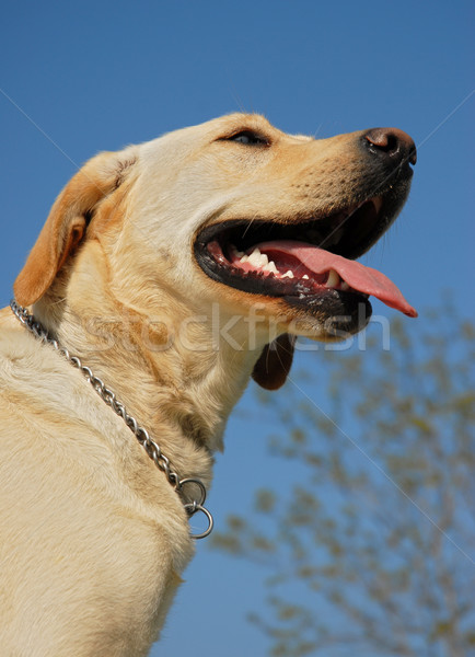 ラブラドル·レトリーバー犬 肖像 小さな 女性 空 ストックフォト © cynoclub