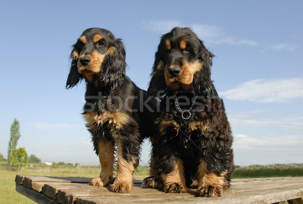 Kettő kiskutyák fajtiszta angol kutya kutyák Stock fotó © cynoclub