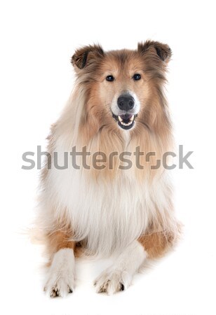 Foto stock: Australiano · pastor · branco · cão · sessão