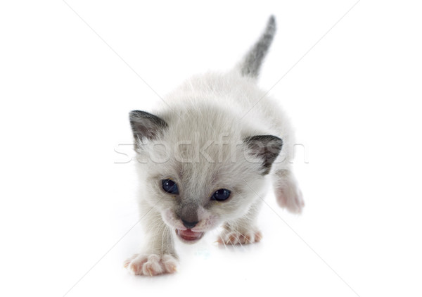siamese kitten Stock photo © cynoclub