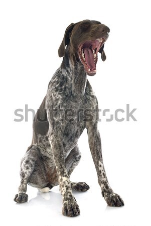 German Shorthaired Pointer Stock photo © cynoclub