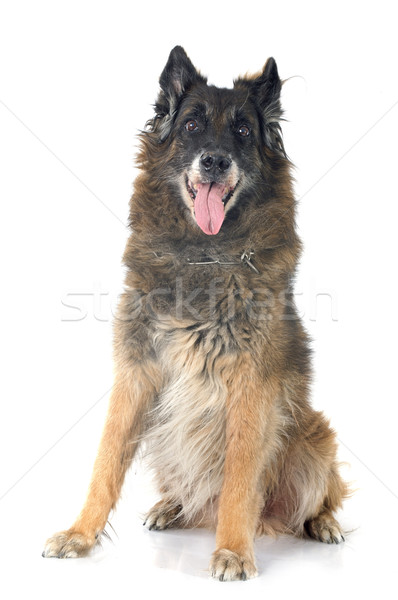 Stock photo: old belgian shepherd