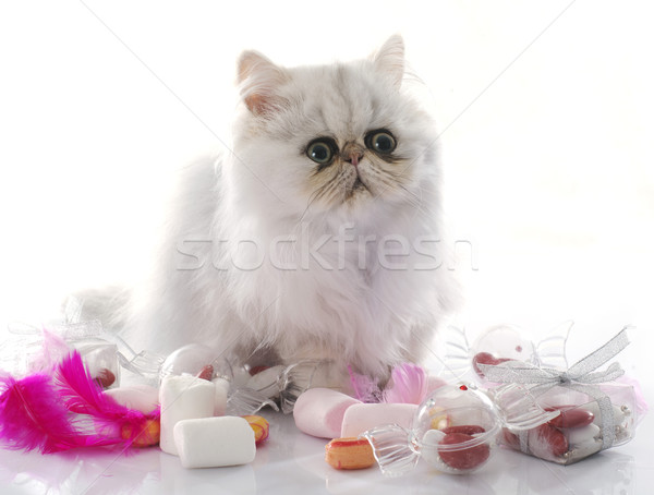 Kiscica fehér macska cukorka játszik díszállat Stock fotó © cynoclub