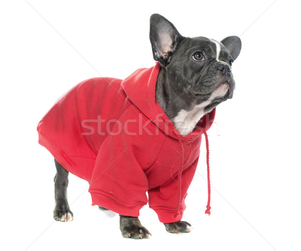 dressed puppy french bulldog Stock photo © cynoclub