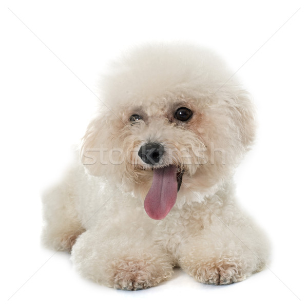 purebred bichon frise  Stock photo © cynoclub