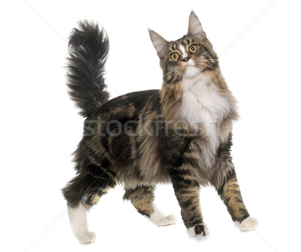 Stockfoto: Maine · kat · witte · dier · studio · mannelijke