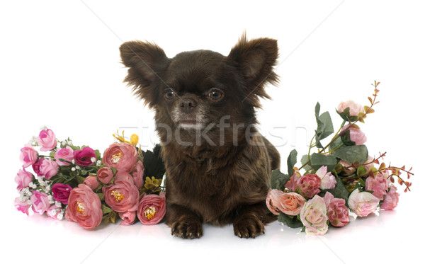 adult brown chihuahua and flowers Stock photo © cynoclub