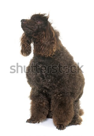 Foto d'archivio: Barboncino · studio · bianco · cane · animale