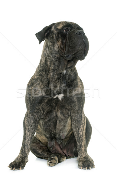 Stier bulhond studio witte hond dier Stockfoto © cynoclub