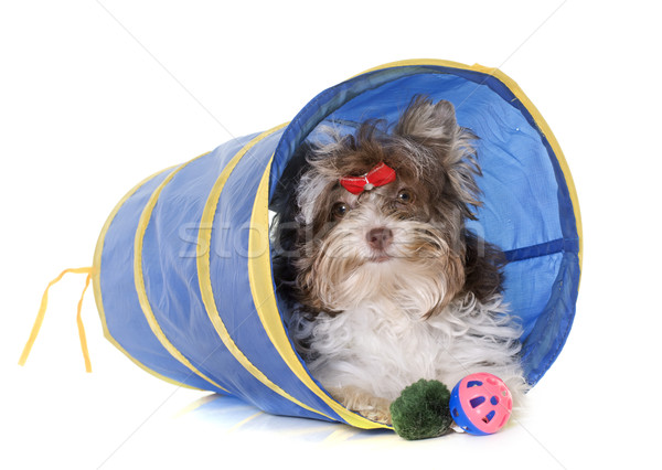 puppy biro yorkshire terrier Stock photo © cynoclub