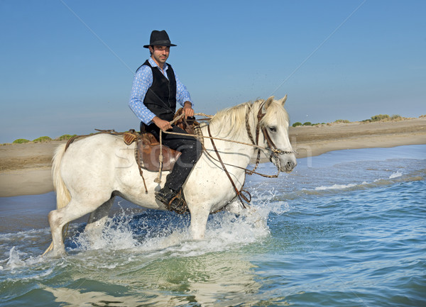 horse rider in the sea Stock photo © cynoclub