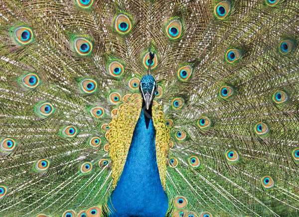 close up of peacock Stock photo © cynoclub