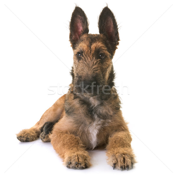 puppy belgian shepherd laekenois Stock photo © cynoclub