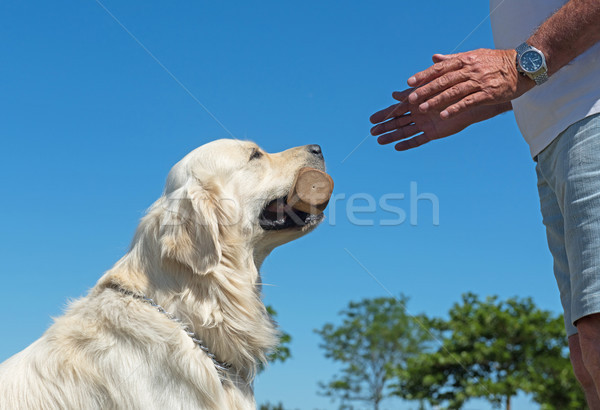 Stock foto: Ausbildung · Gehorsam · golden · Retriever · Hand · Holz · Tier