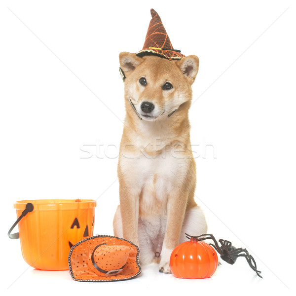 Stockfoto: Halloween · jonge · hond · spin · hoed · puppy