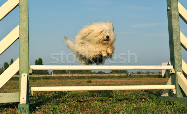Hund Beweglichkeit springen reinrassig Morgen Sonnenschein Stock foto © cynoclub