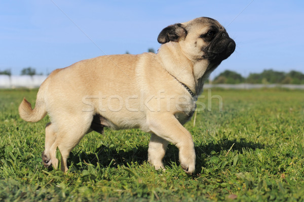 walking baby pug Stock photo © cynoclub