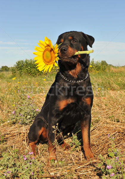 Stock fotó: Rottweiler · napraforgó · fajtiszta · ül · mező · nyár