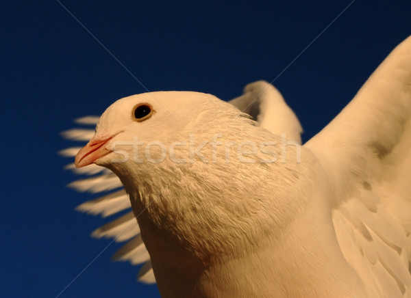 dove in flight Stock photo © cynoclub